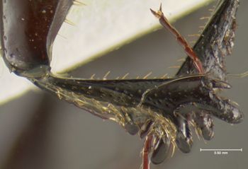Media type: image;   Entomology 34725 Aspect: front tibia